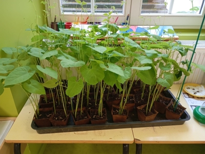 Plantation classe verte