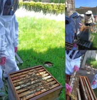 Apiculture